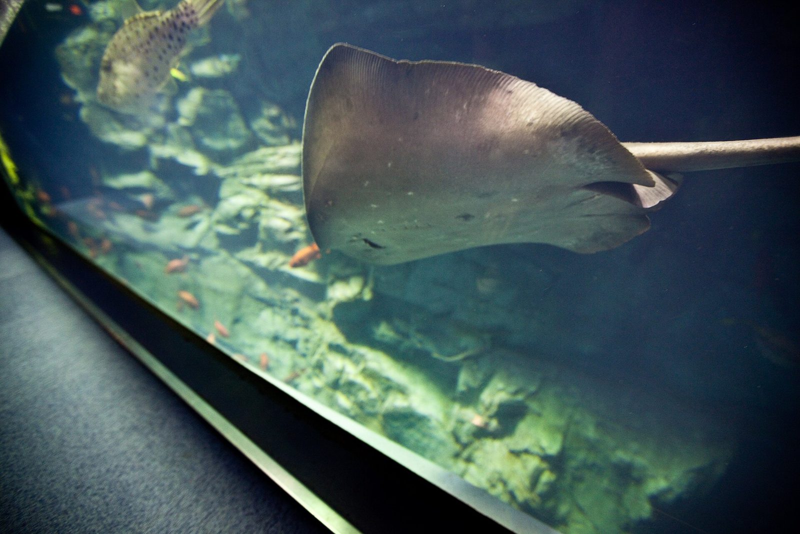 A ray in the main tank at the Osaka Aquarium